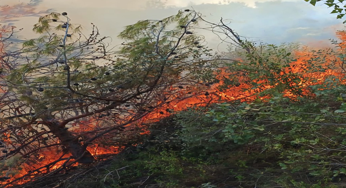 بالفيديو: حريق كبير في أحراج شحيم
