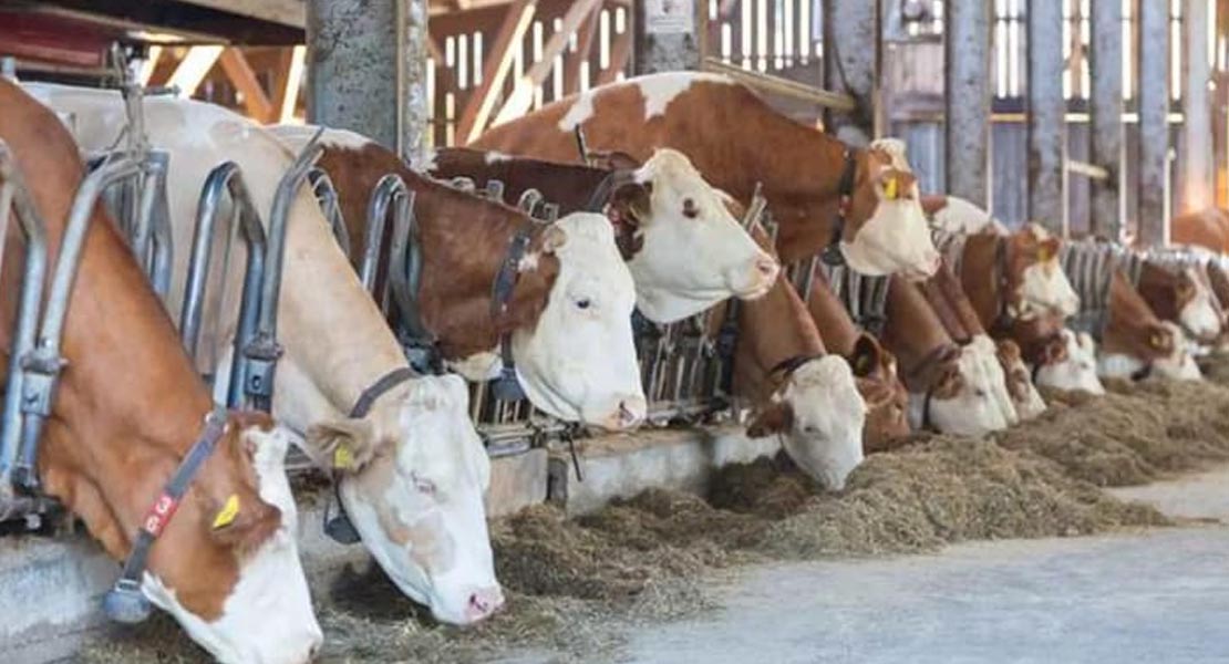 تحذيرٌ من تفشّي الحمى القلاعية بين المواشي: تهديدٌ مباشر للأمن الغذائي