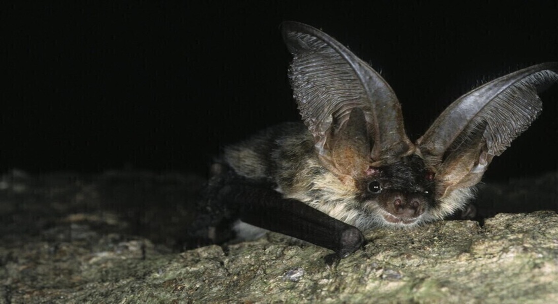 خفاش
